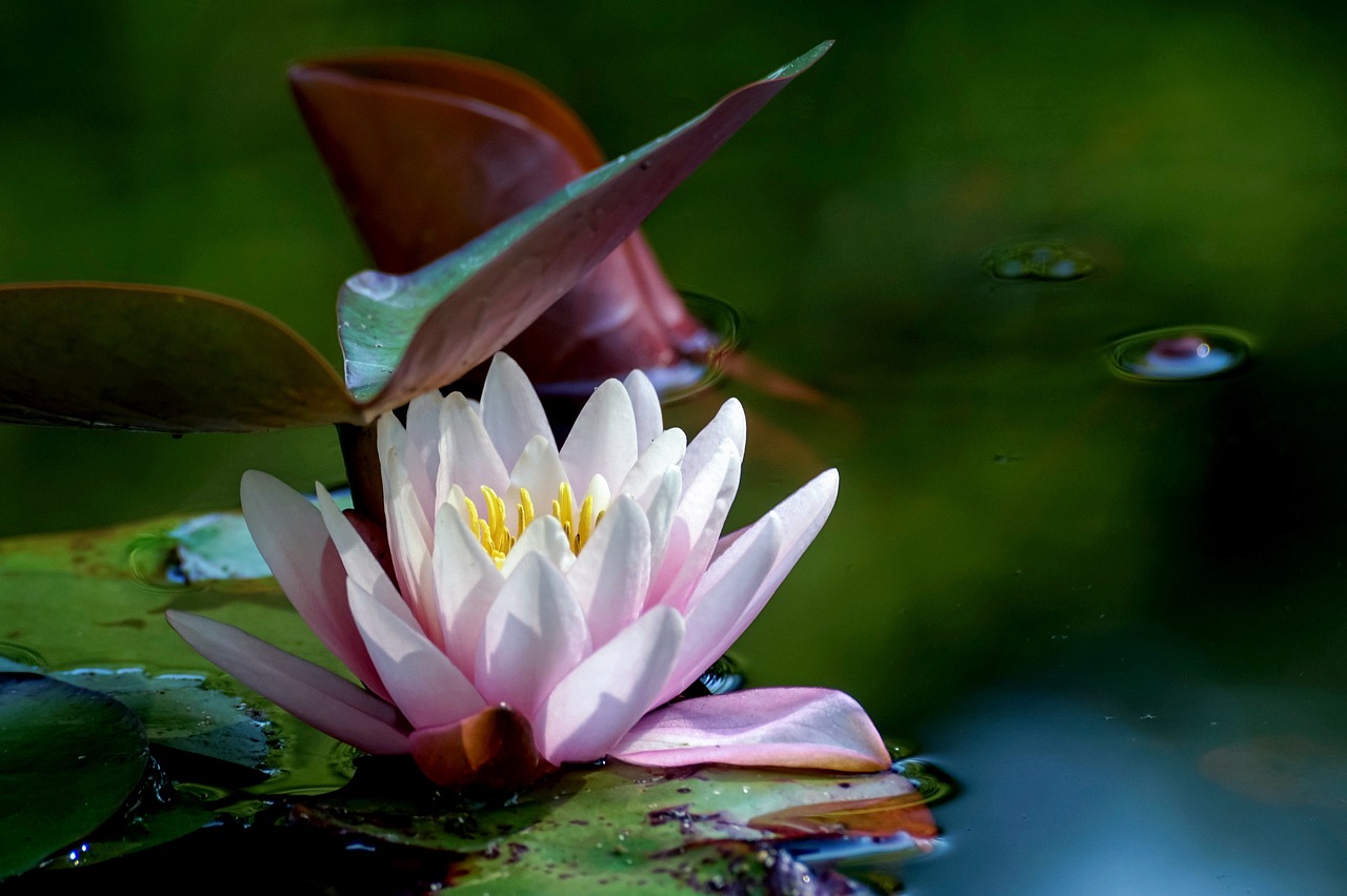 water lily  water  water flower free photo