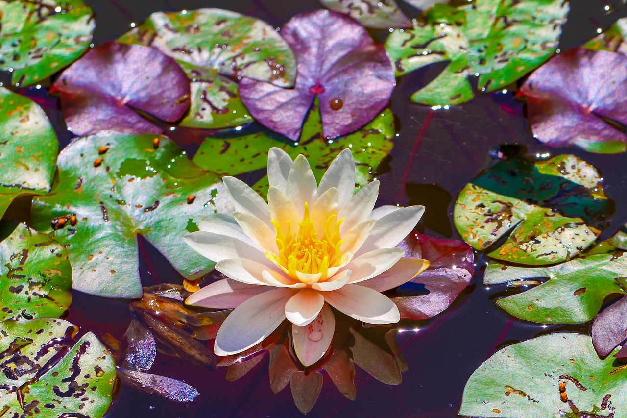 water lily  flower  pond free photo
