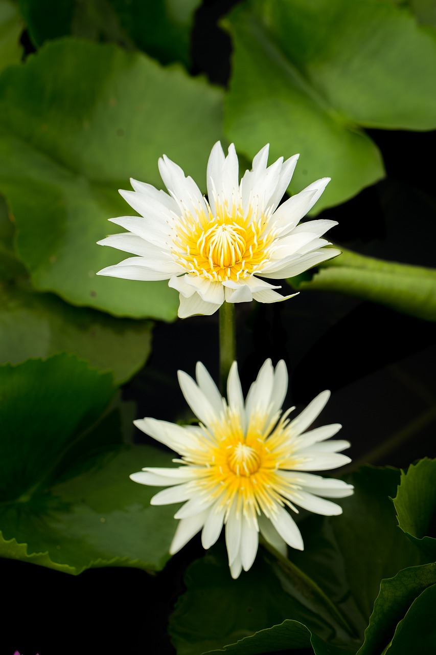 water lily  nuphar lutea  aquatic plant free photo