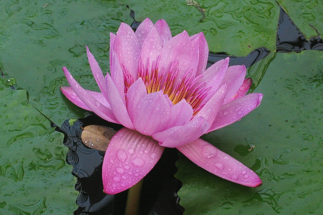 water lily victoria amazonica flower free photo