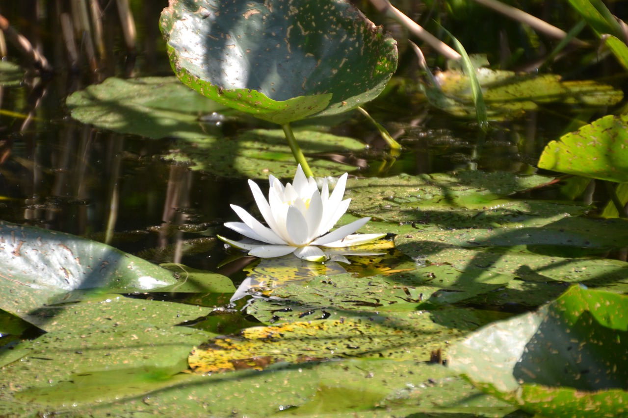 water lily  white  water free photo