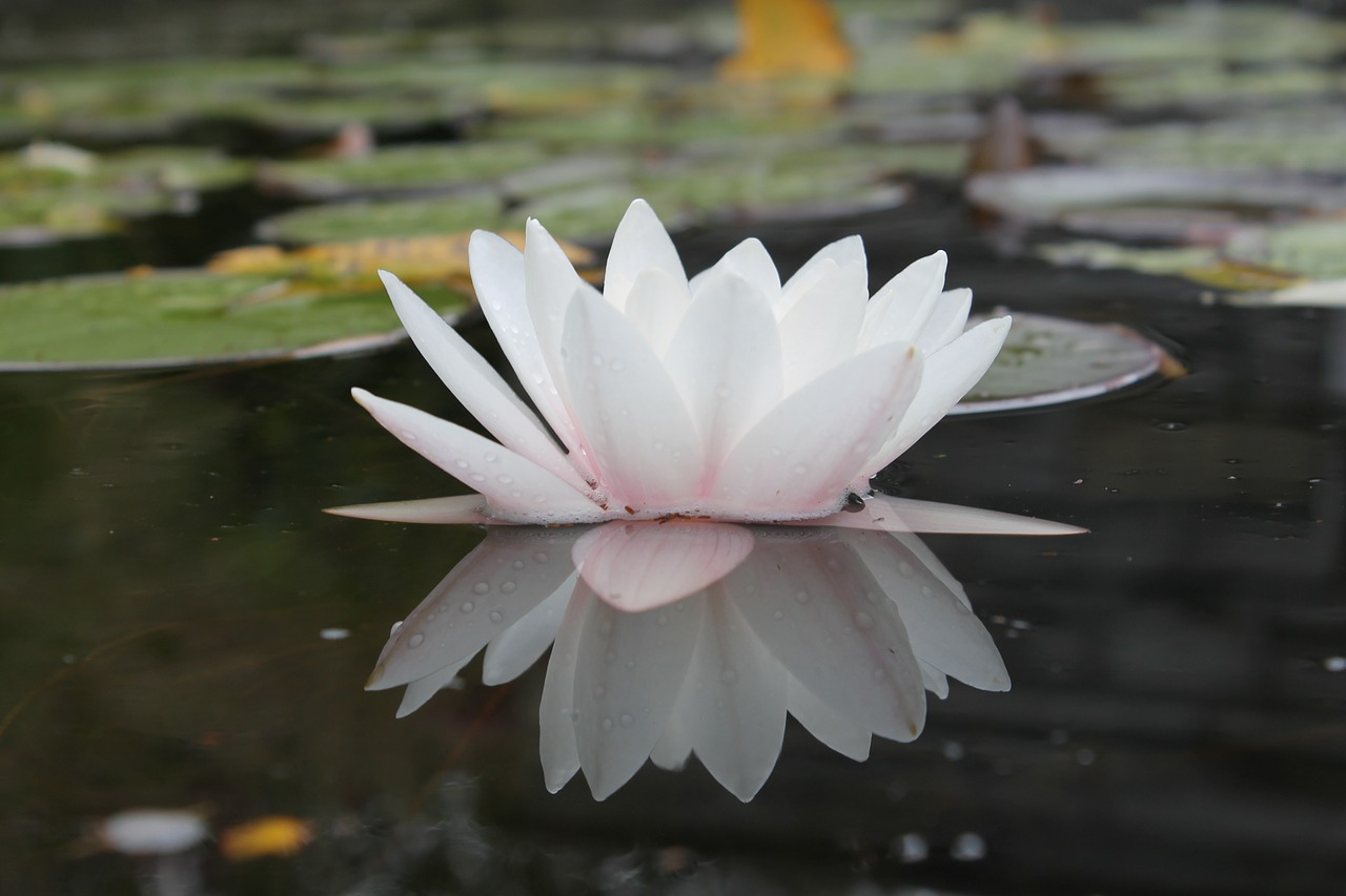 water lily pond nature free photo