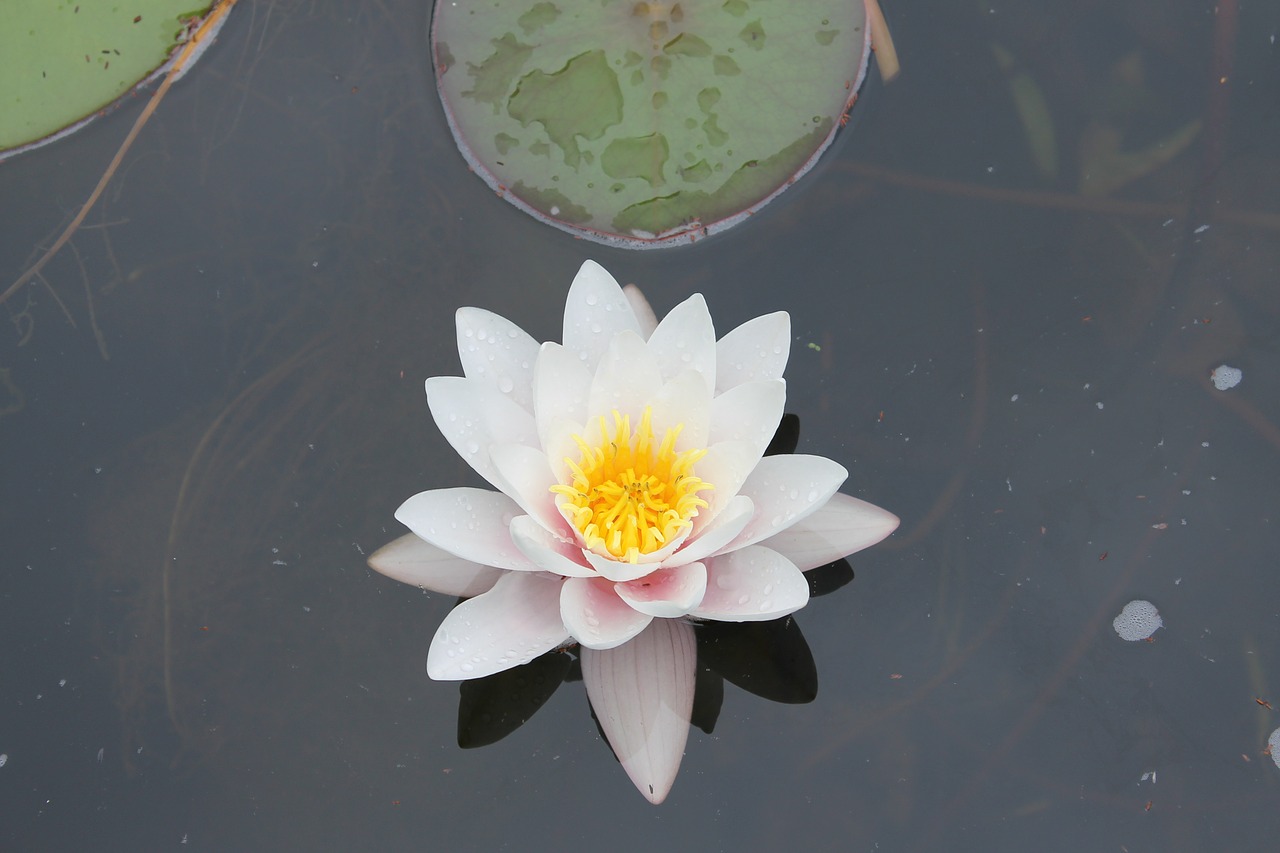 water lily pond nature free photo