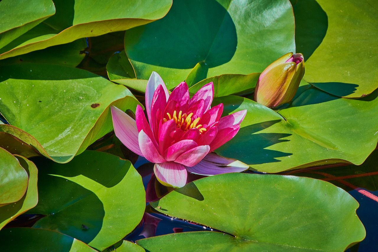 water lily  flower  water free photo