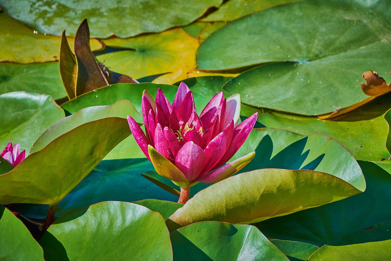 water lily  flower  water free photo