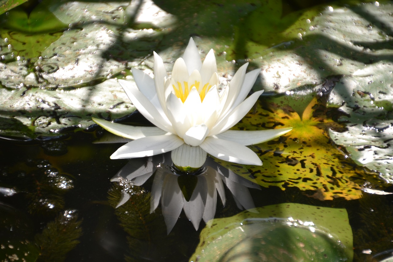 water lily  white  water free photo