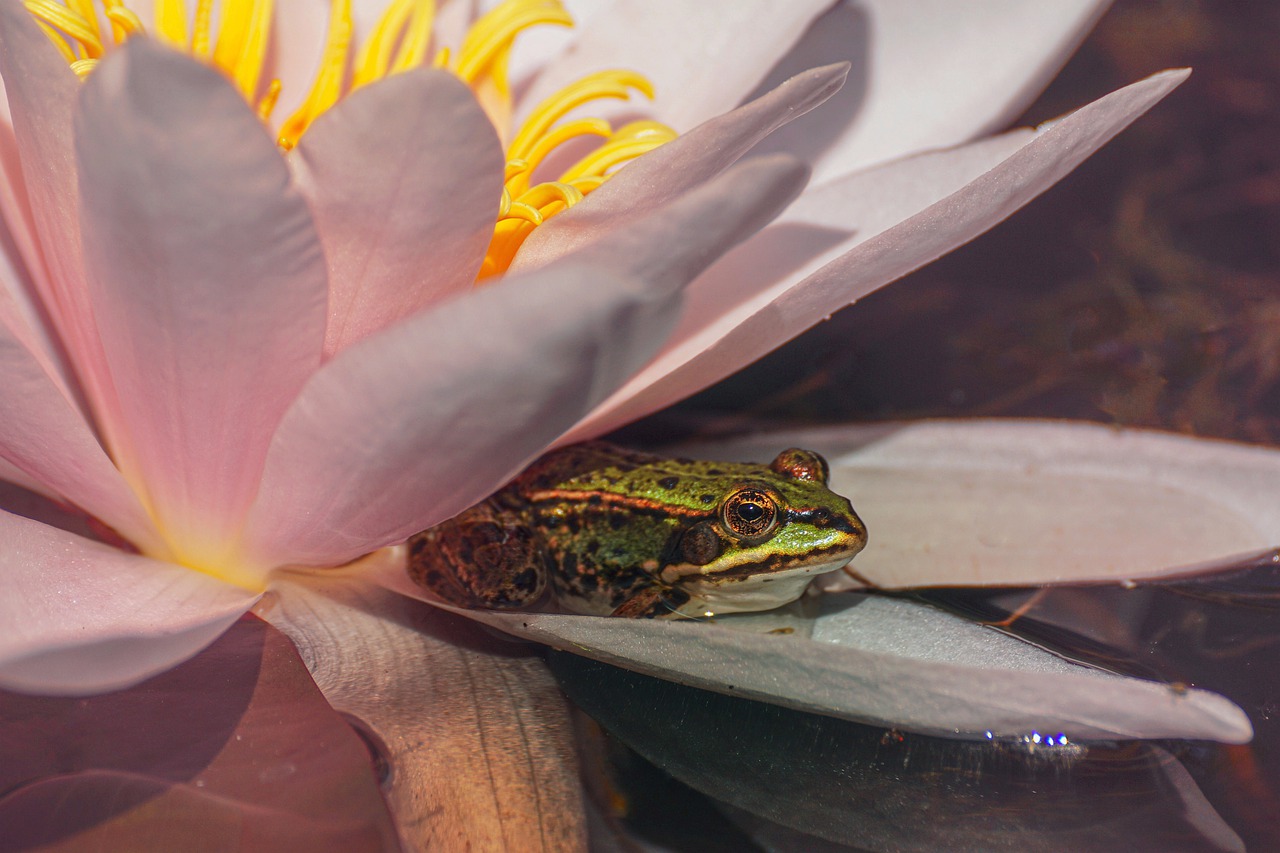 water lily  frog  water free photo