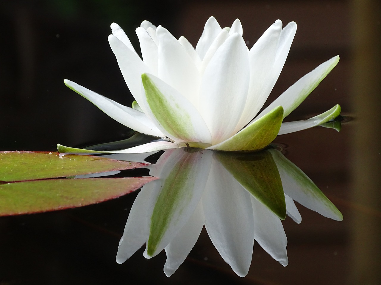 water lily  flower  pond free photo