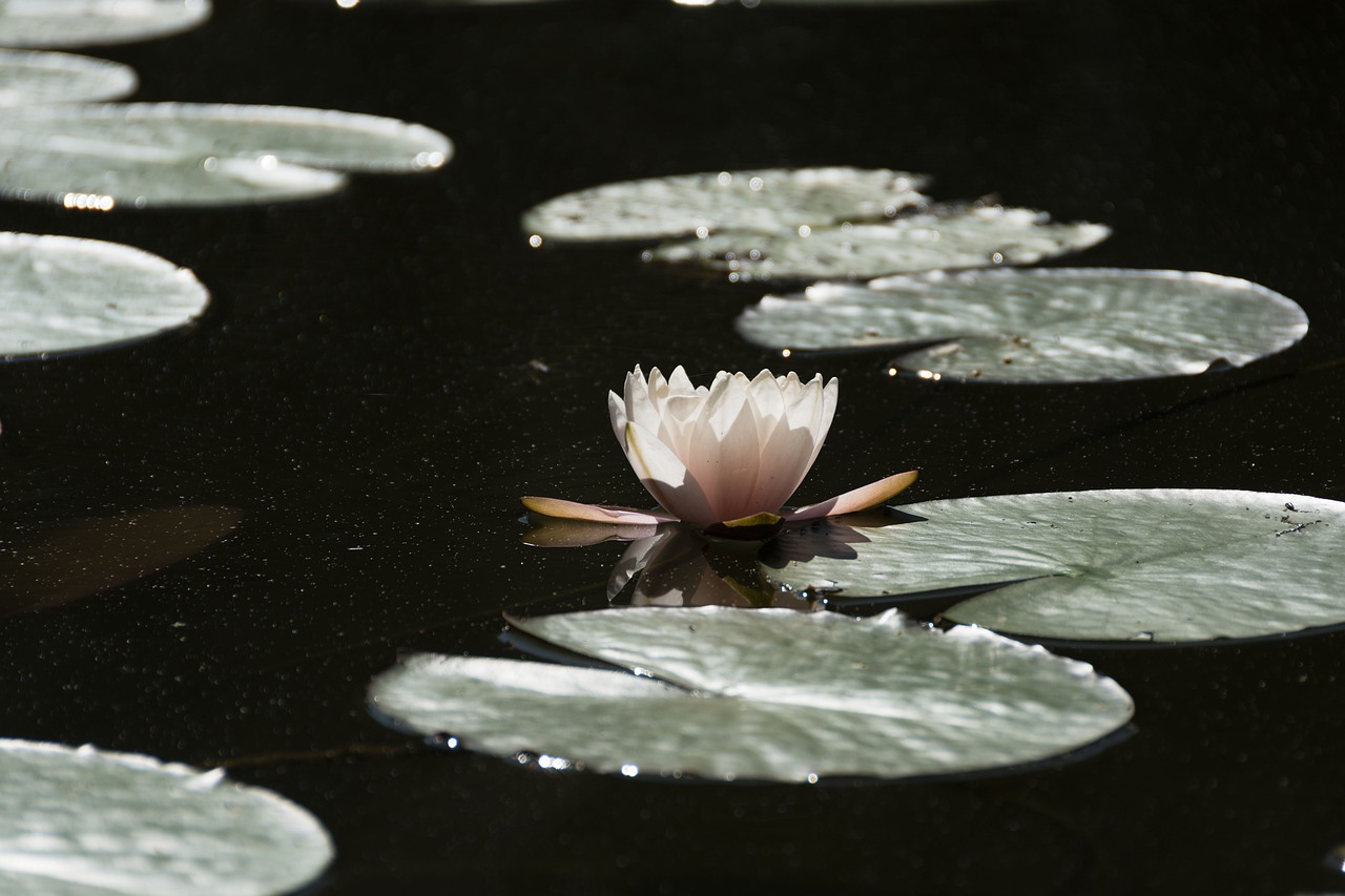 water lily  pond  plants free photo