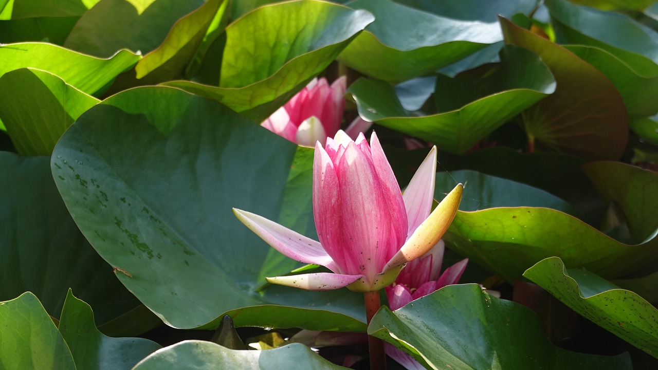 water lily  pond  water plant free photo