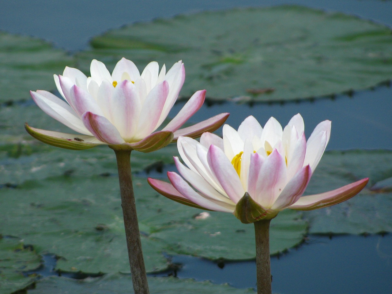 water lily flowers blossoms free photo