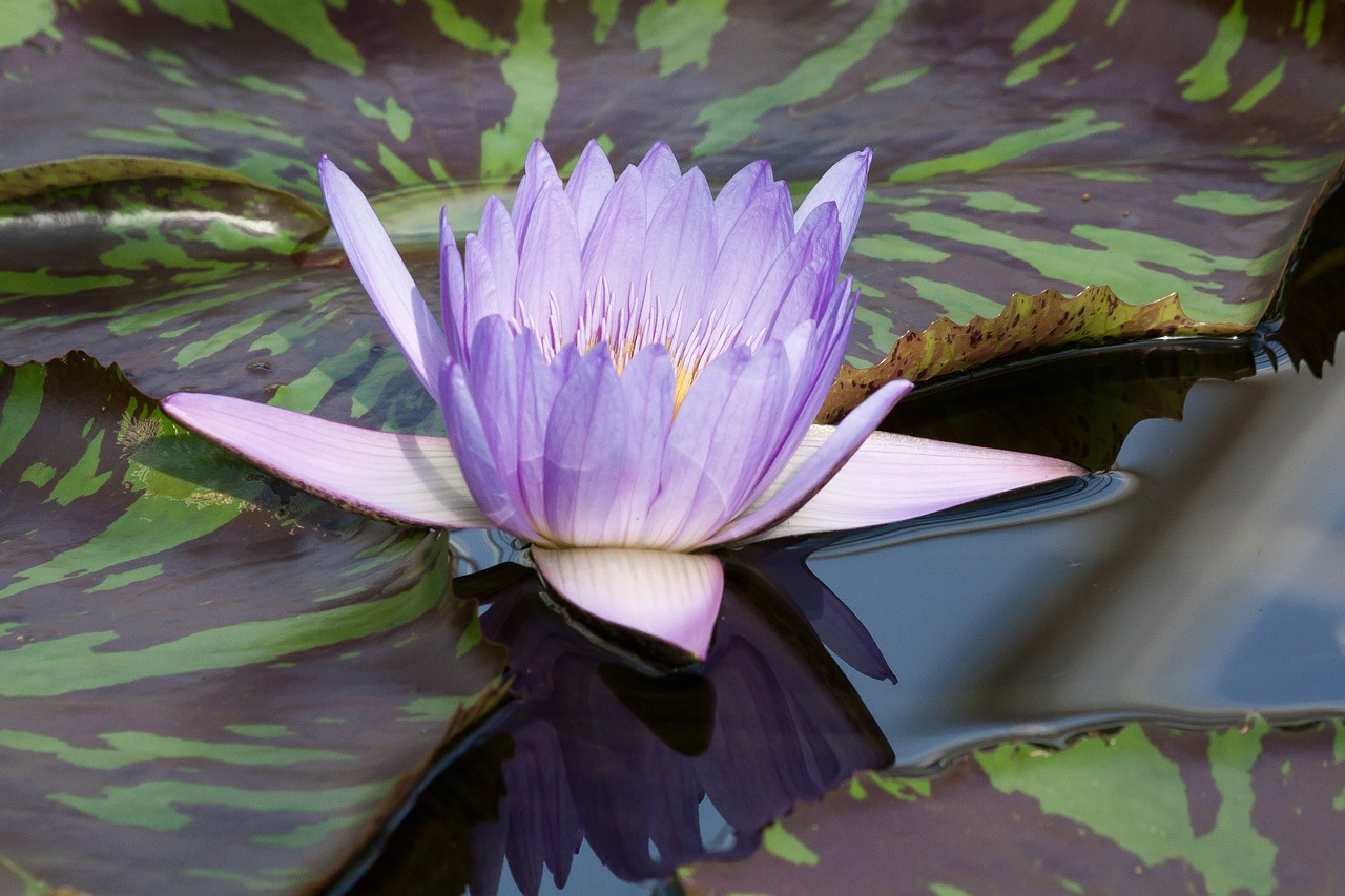 water lily nymphaea leopardess free photo