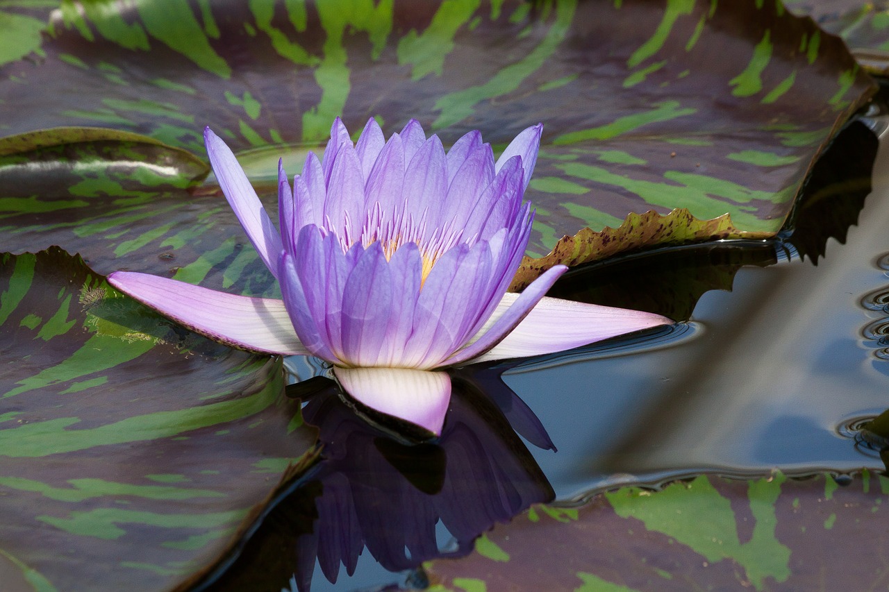 water lily nymphaea leopardess free photo