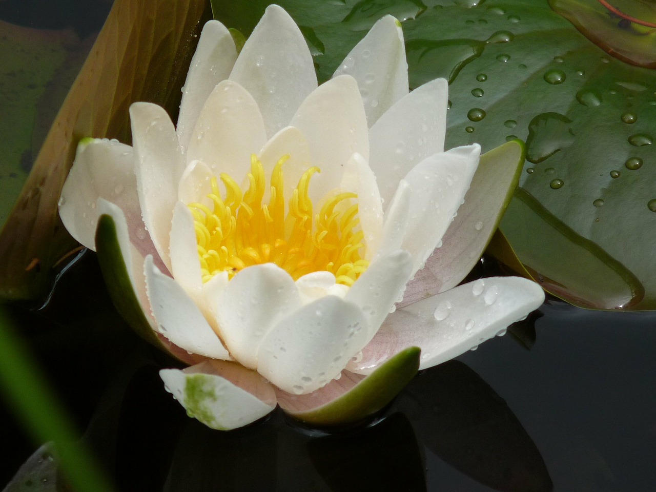 water lily nymphea white free photo