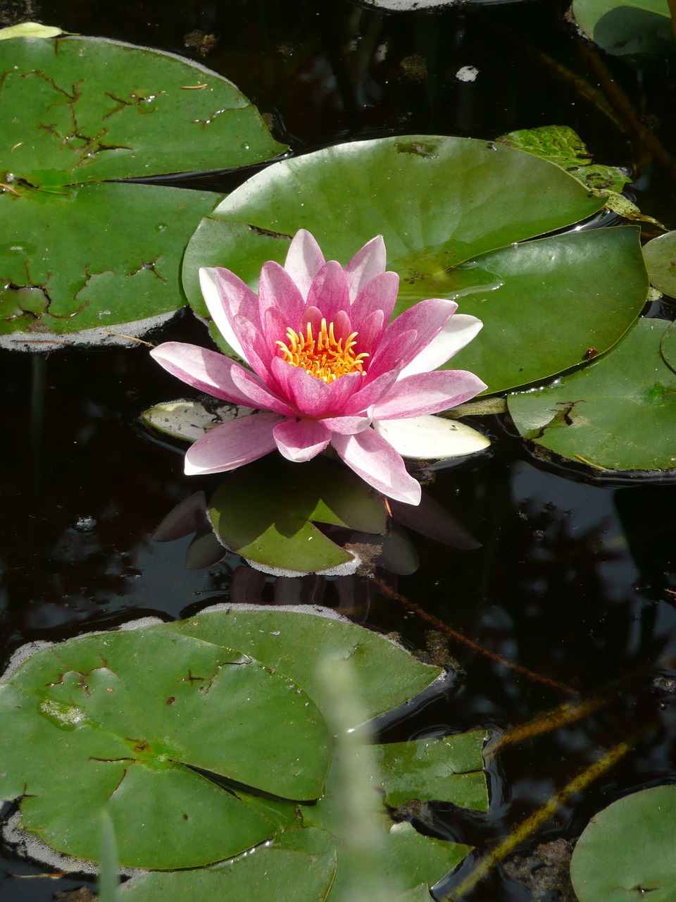 water lily nymphea pond free photo
