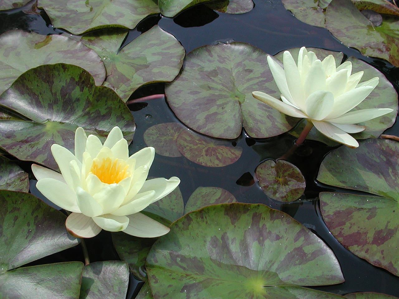 water lily lily pad water free photo