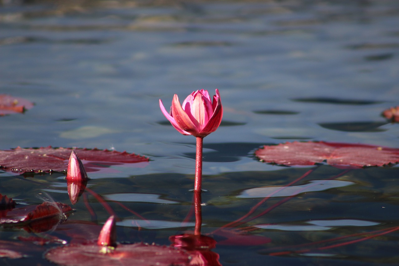 water lily pink flower free photo