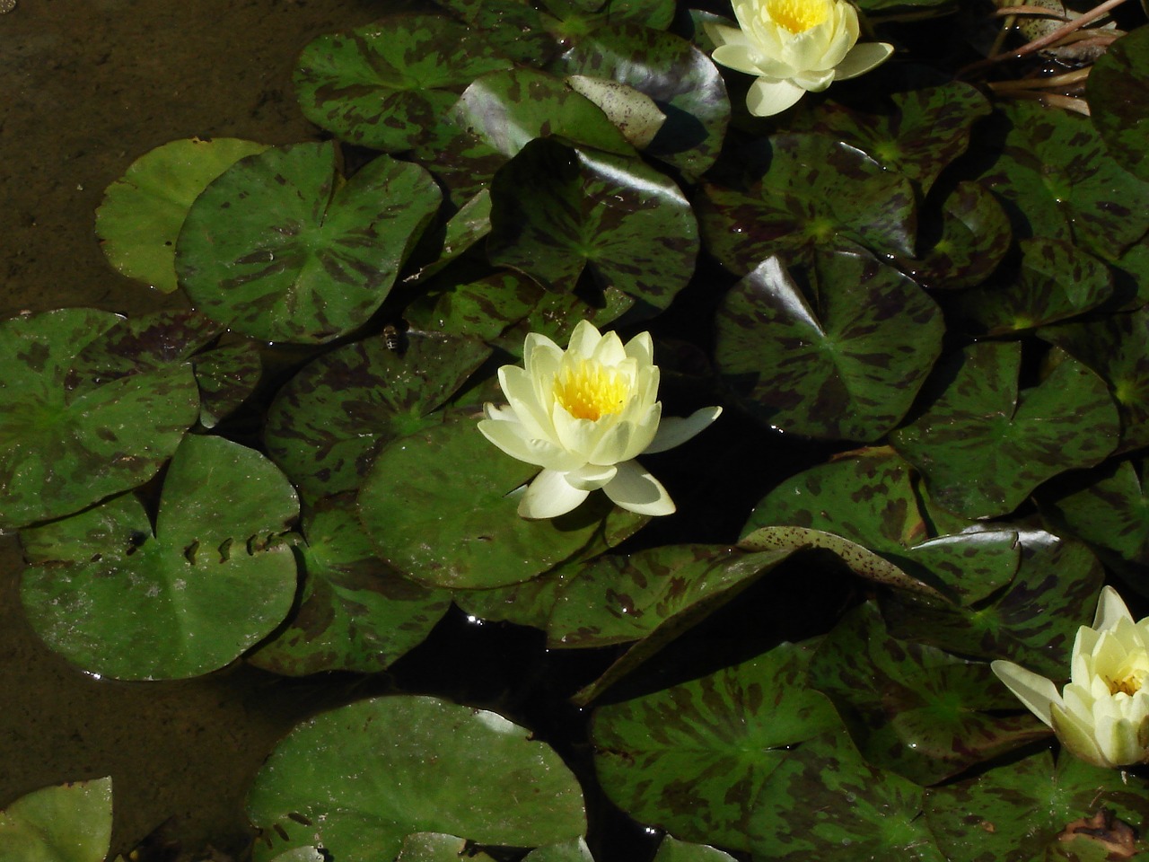 water lily plant flower free photo