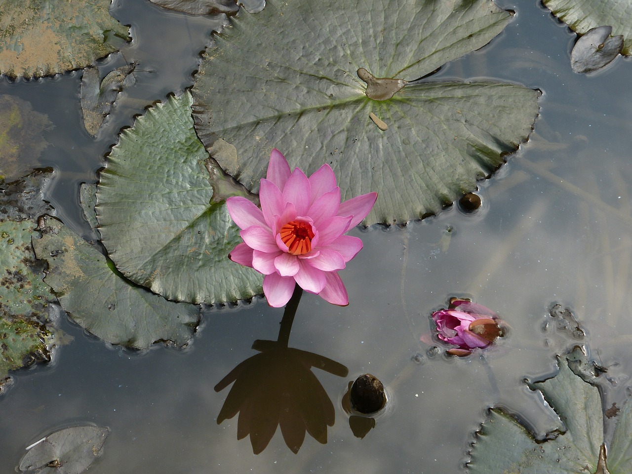 water lily aquatic plant blossom free photo