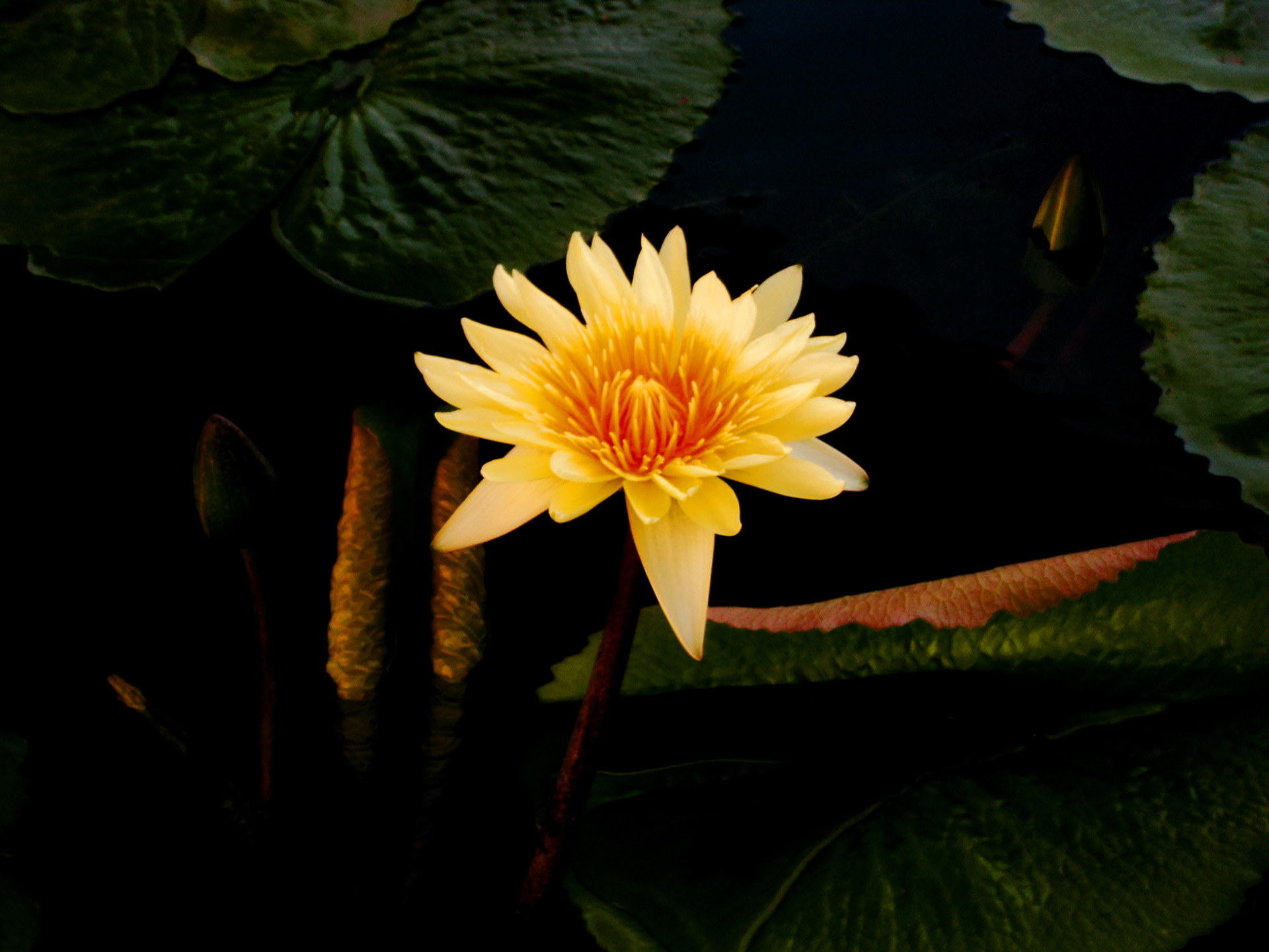 water lily yellow lily water free photo