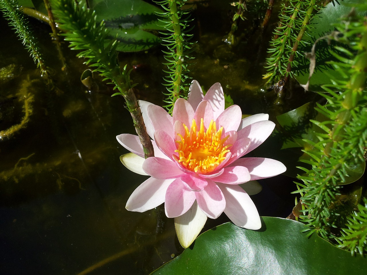 water lily pond aquatic plant free photo