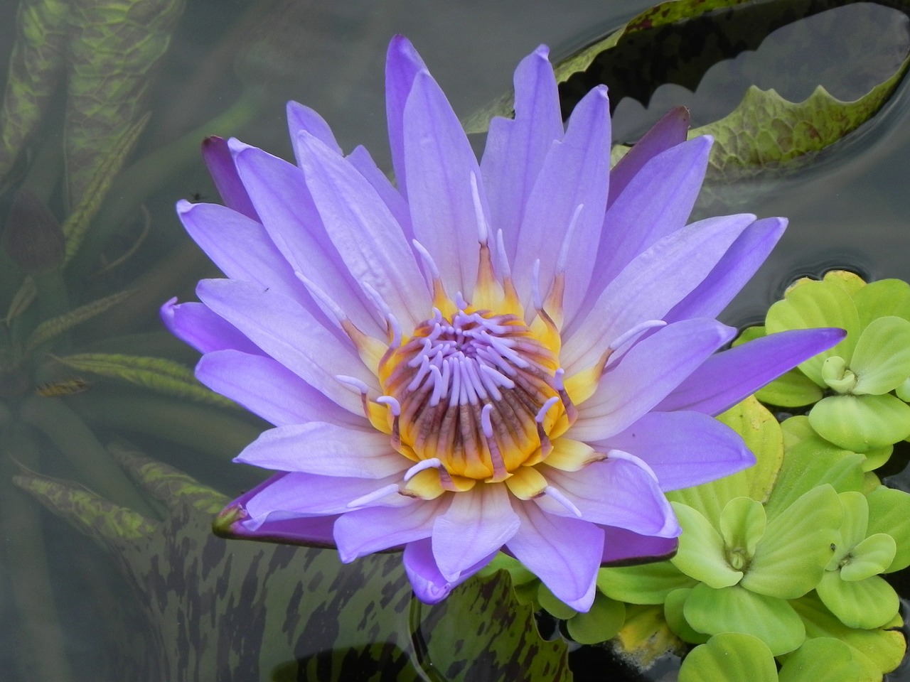 water lily nuphar lutea flower free photo