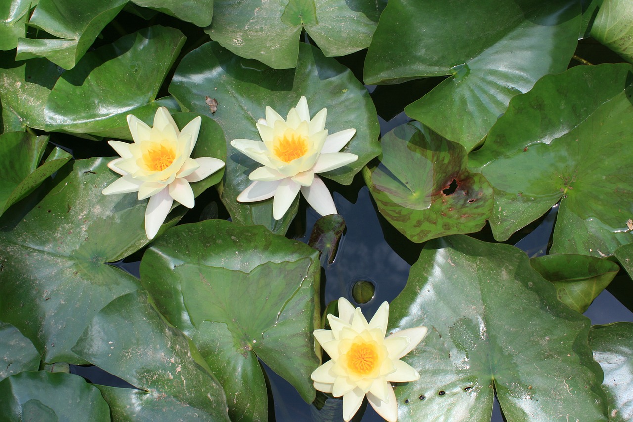 water lily aquatic plant pond free photo