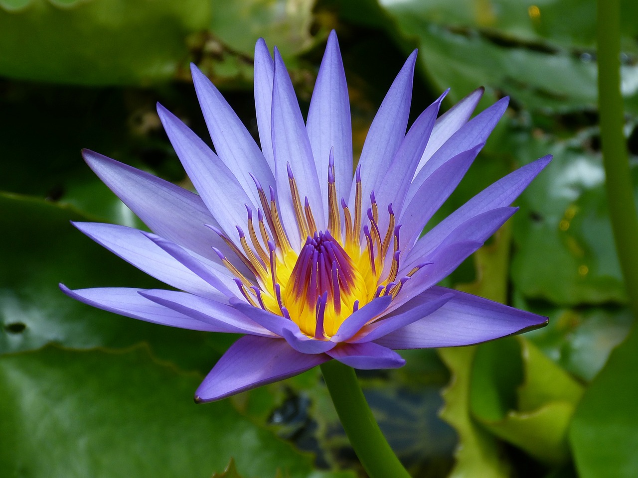water lily new zealand blue free photo