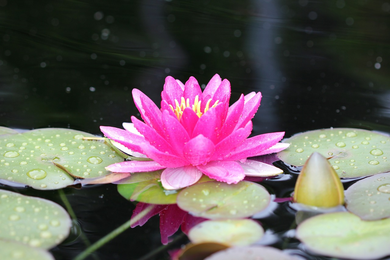 water lily pink lotus free photo