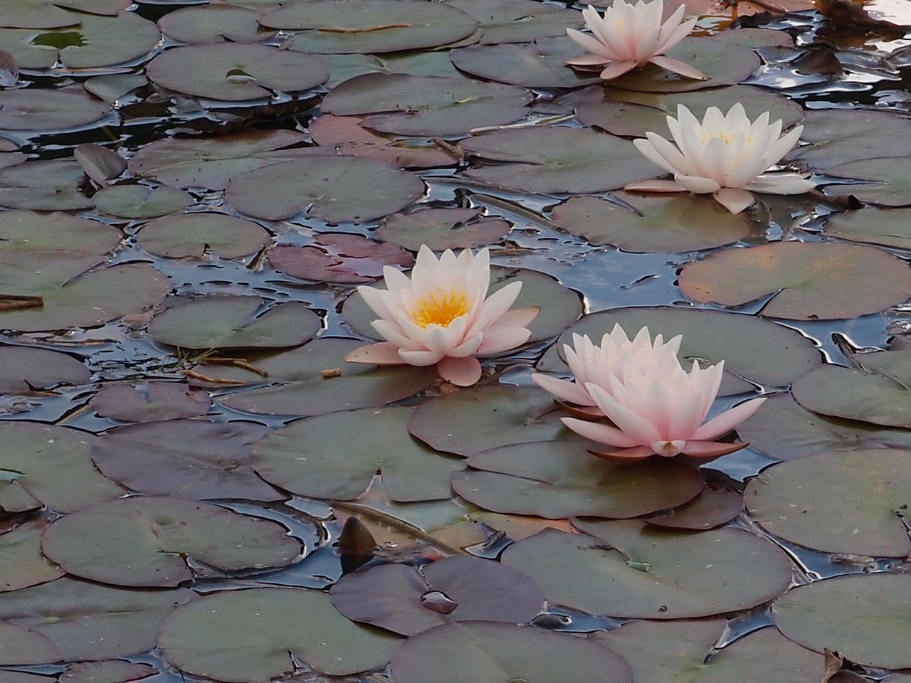 water lily pond plant flower free photo