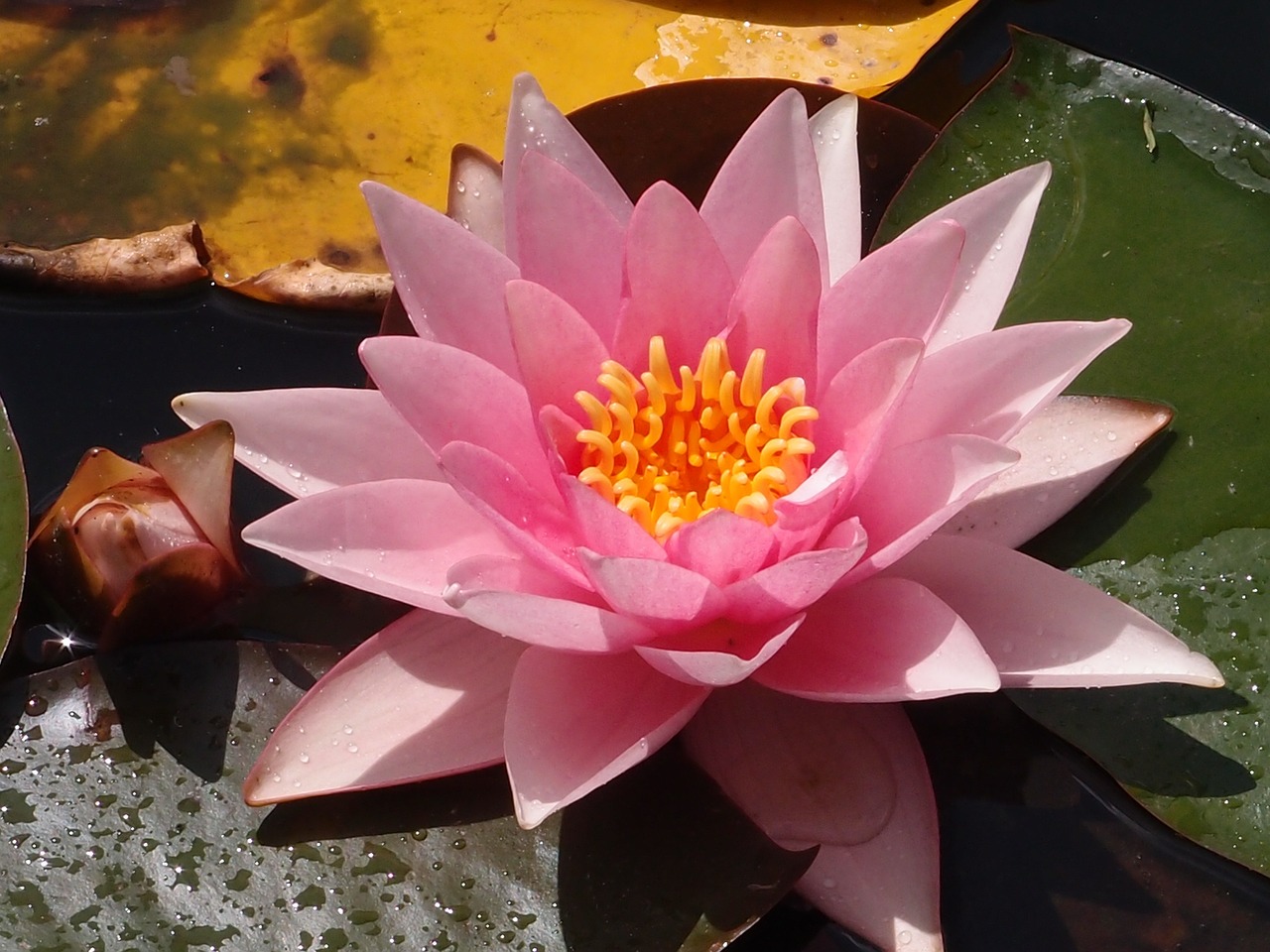 water lily lily pond free photo