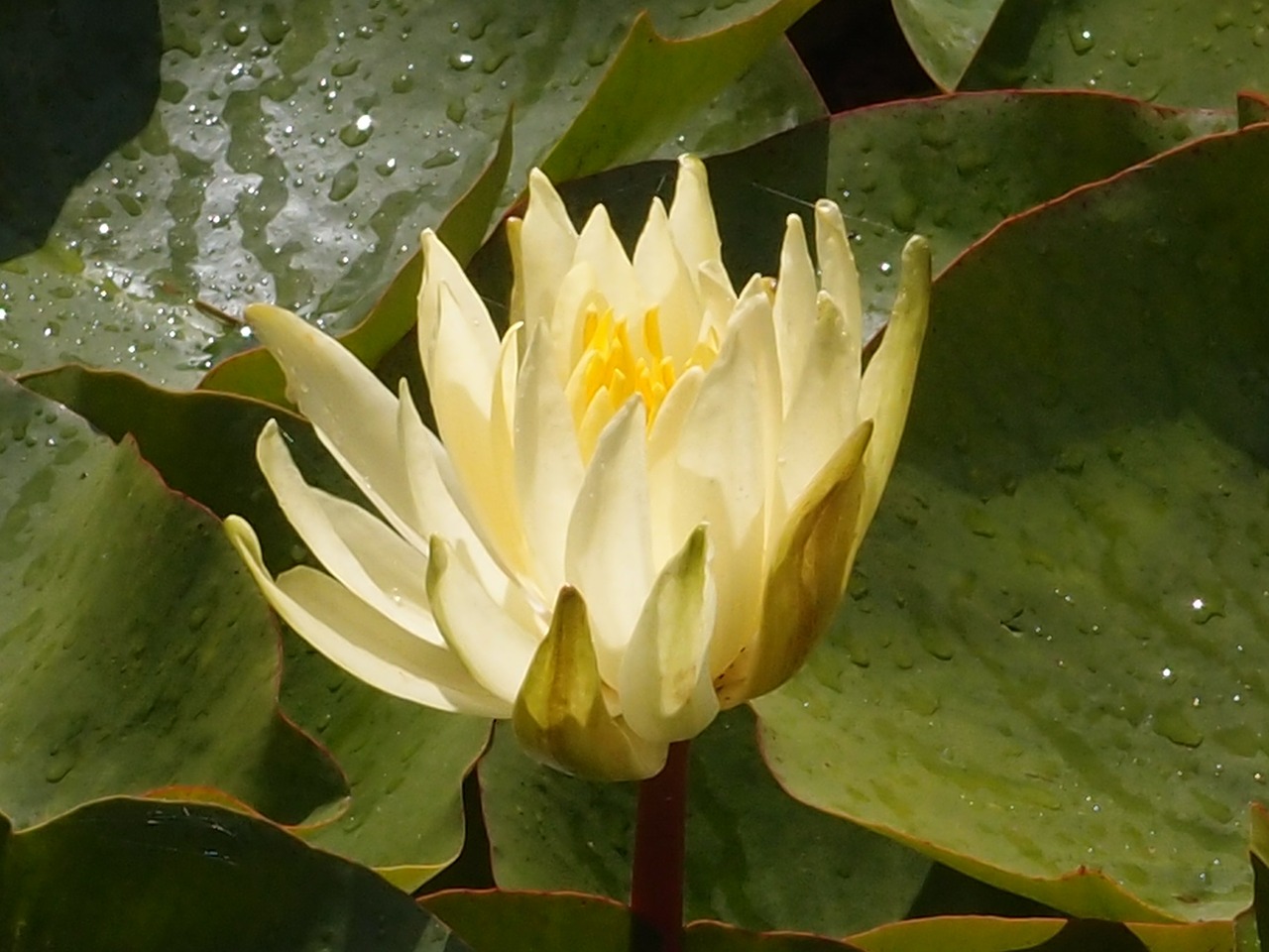 water lily lily pond free photo