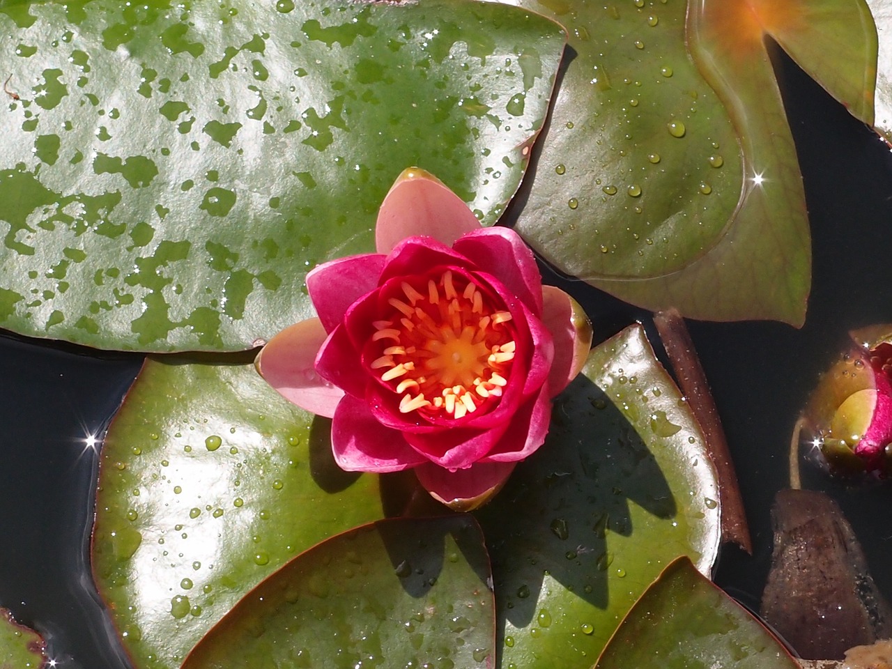 water lily lily pond free photo