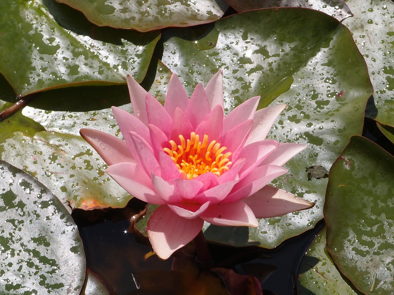 water lily lily pond free photo