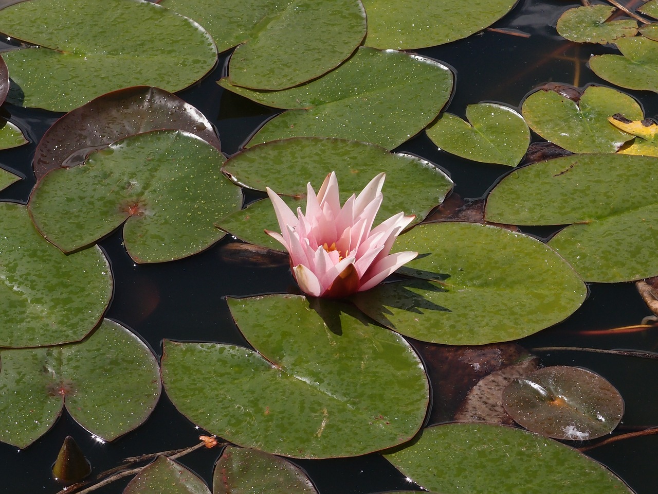 water lily lily pond free photo