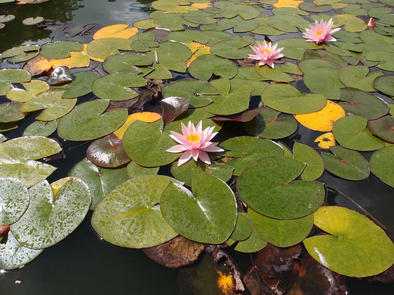 water lily lily pond free photo