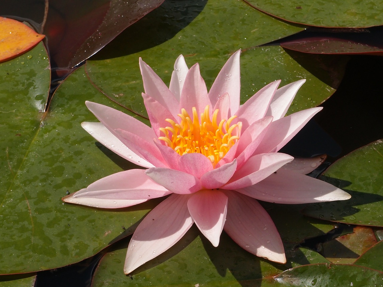 water lily lily pond free photo