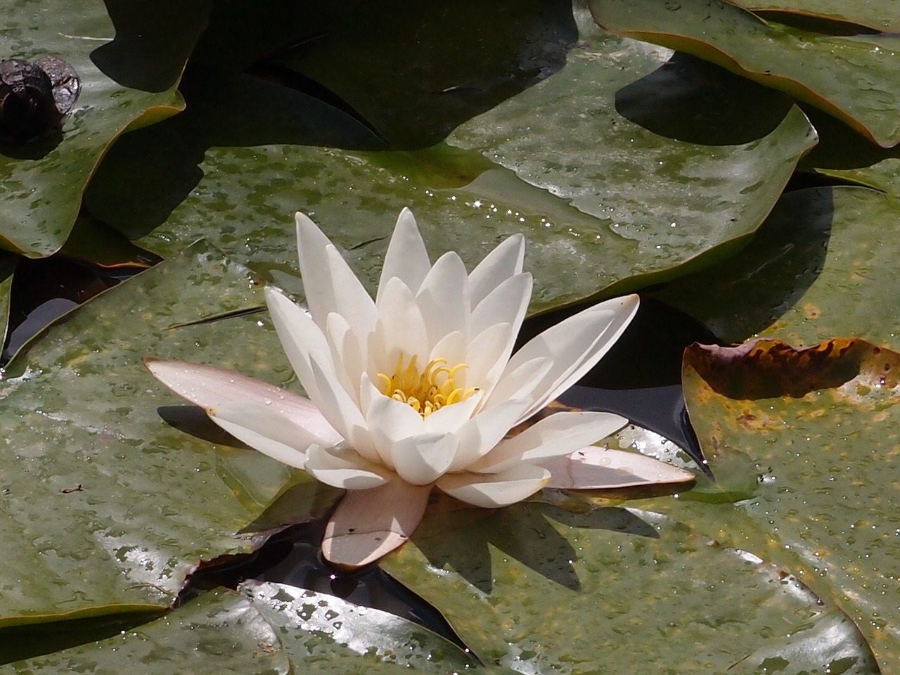 water lily lily pond free photo