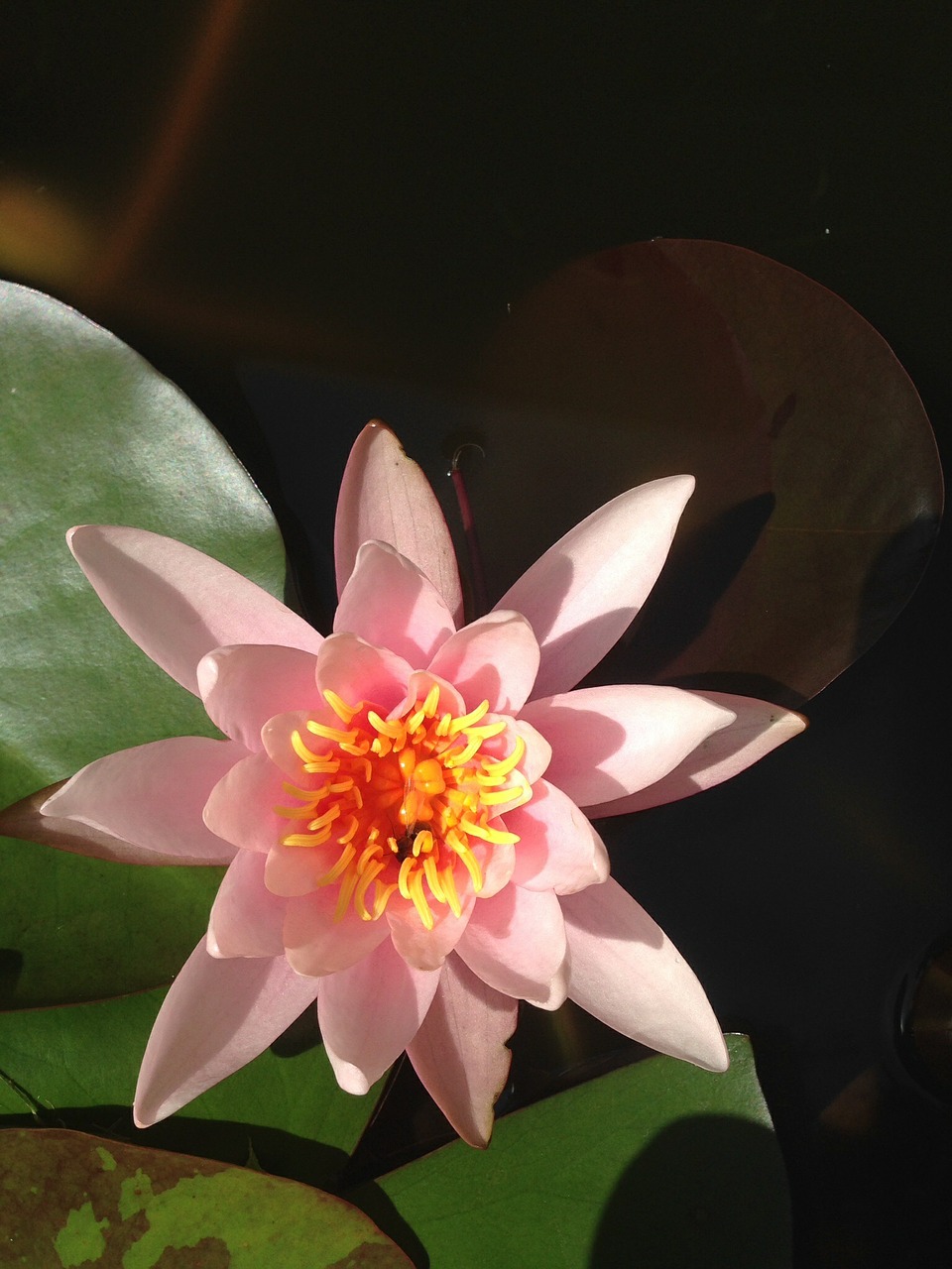 water lily plant flower free photo