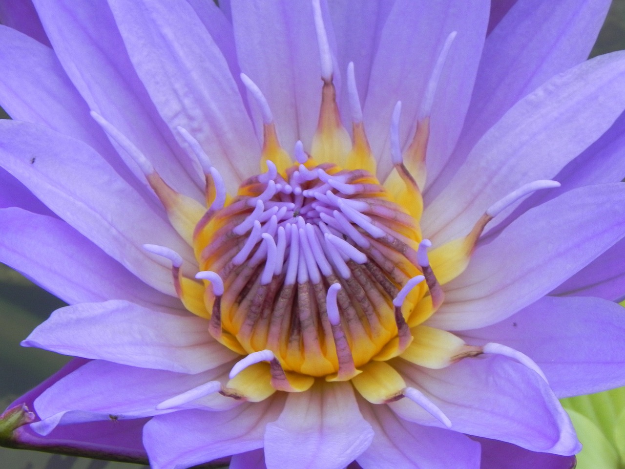 water lily pink macro free photo