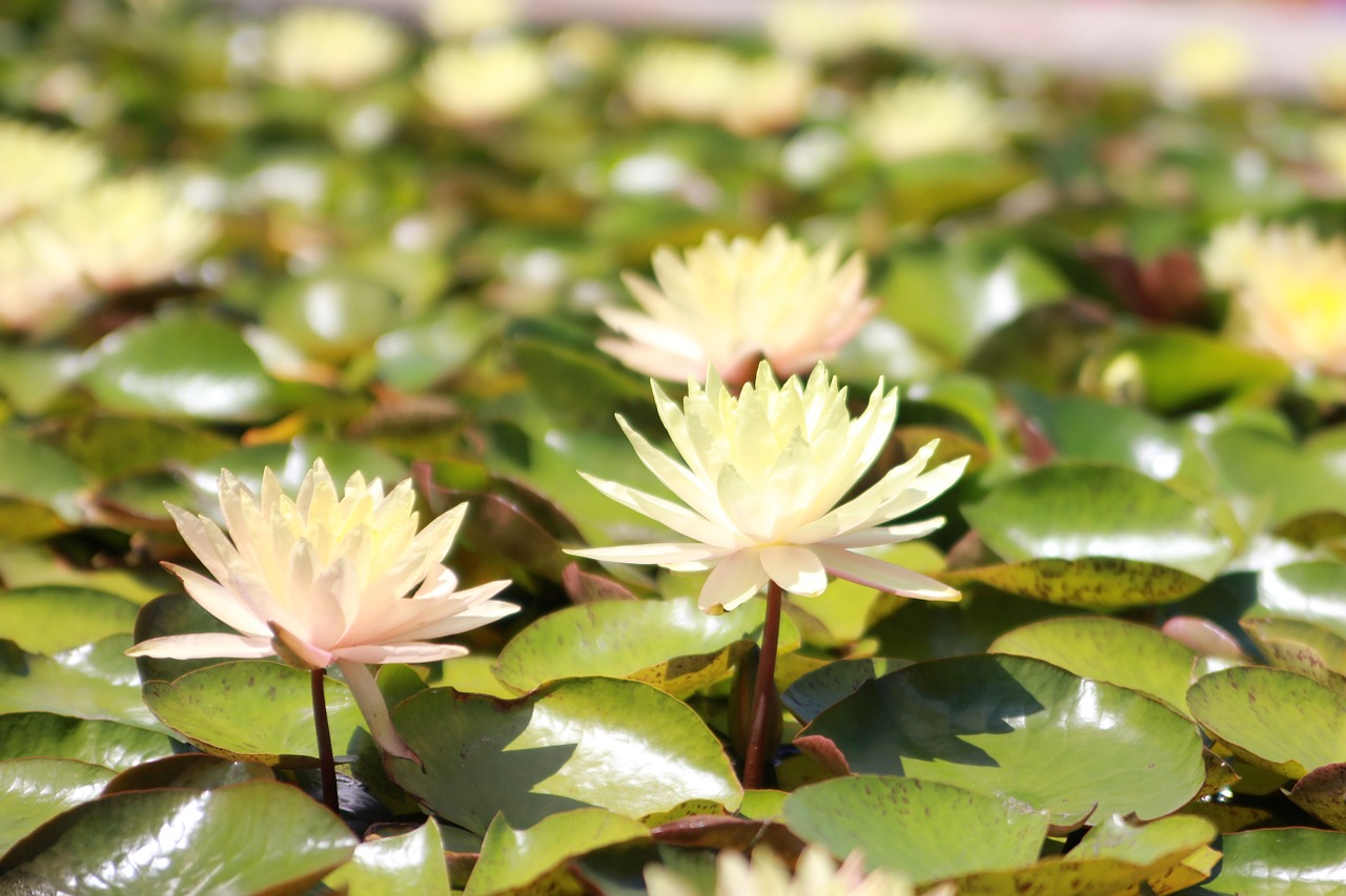 water lily yellow nymphaeaceae free photo