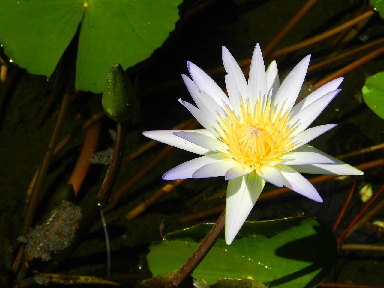 water lily white nature free photo