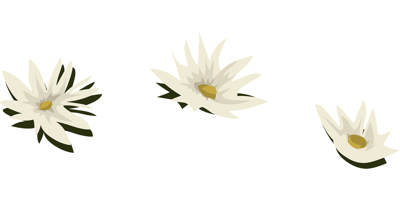 water lily white flowers free photo