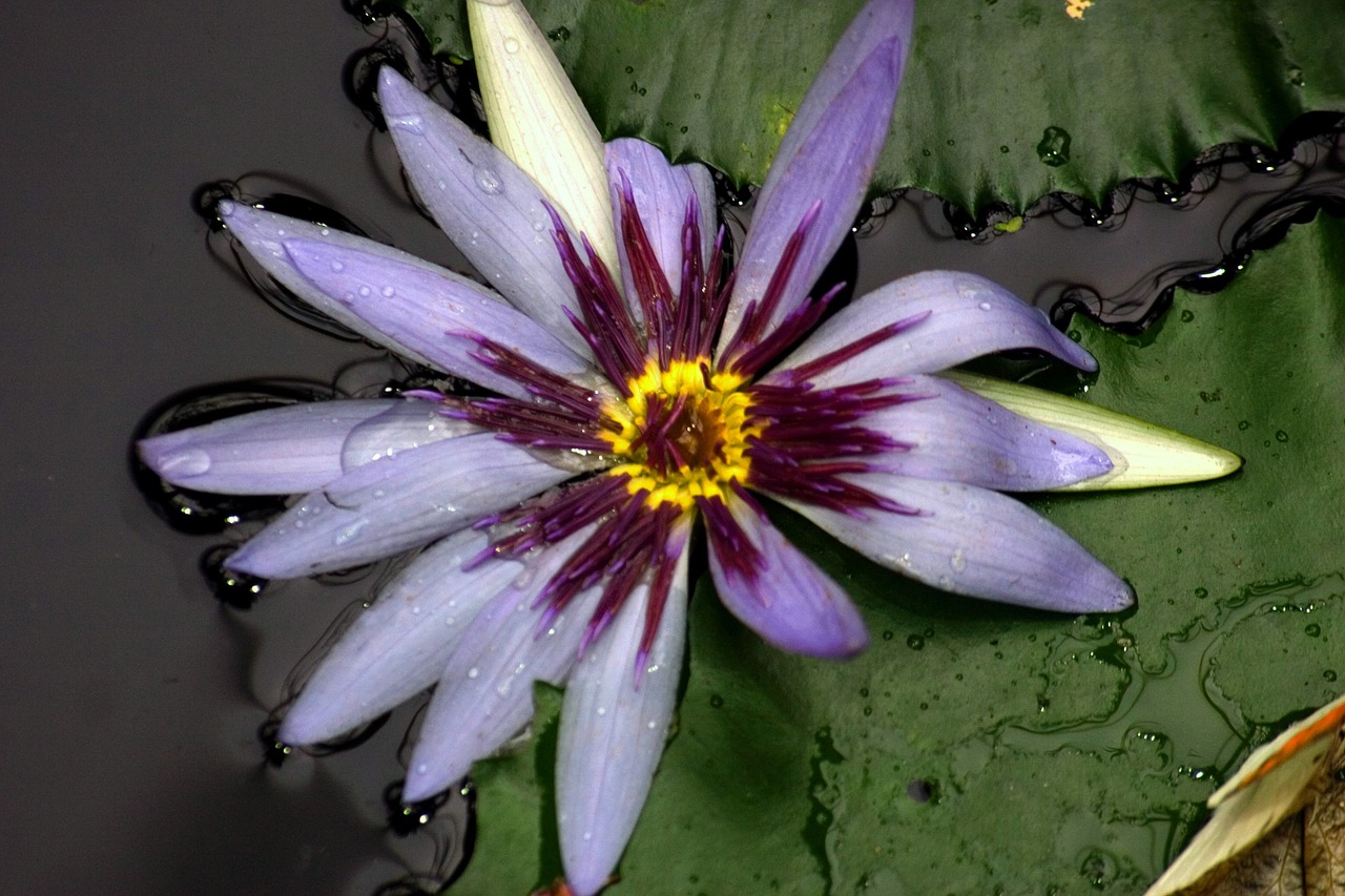 water lily yellow aquatic plant free photo