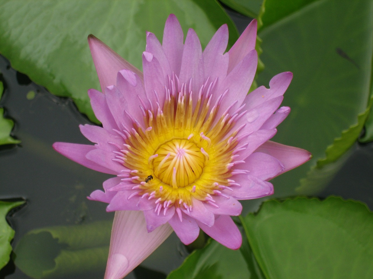 water lily flower lily pad free photo