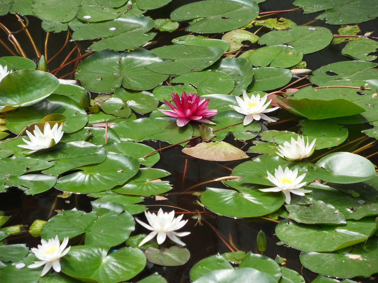 water lily flower aquatic plant free photo