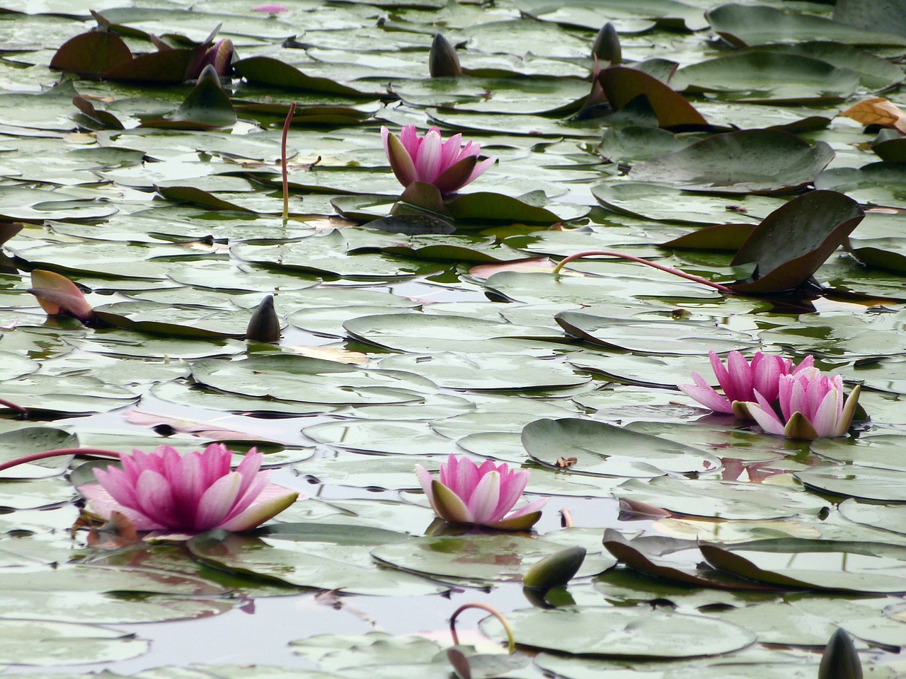 water lily water lilies plant free photo