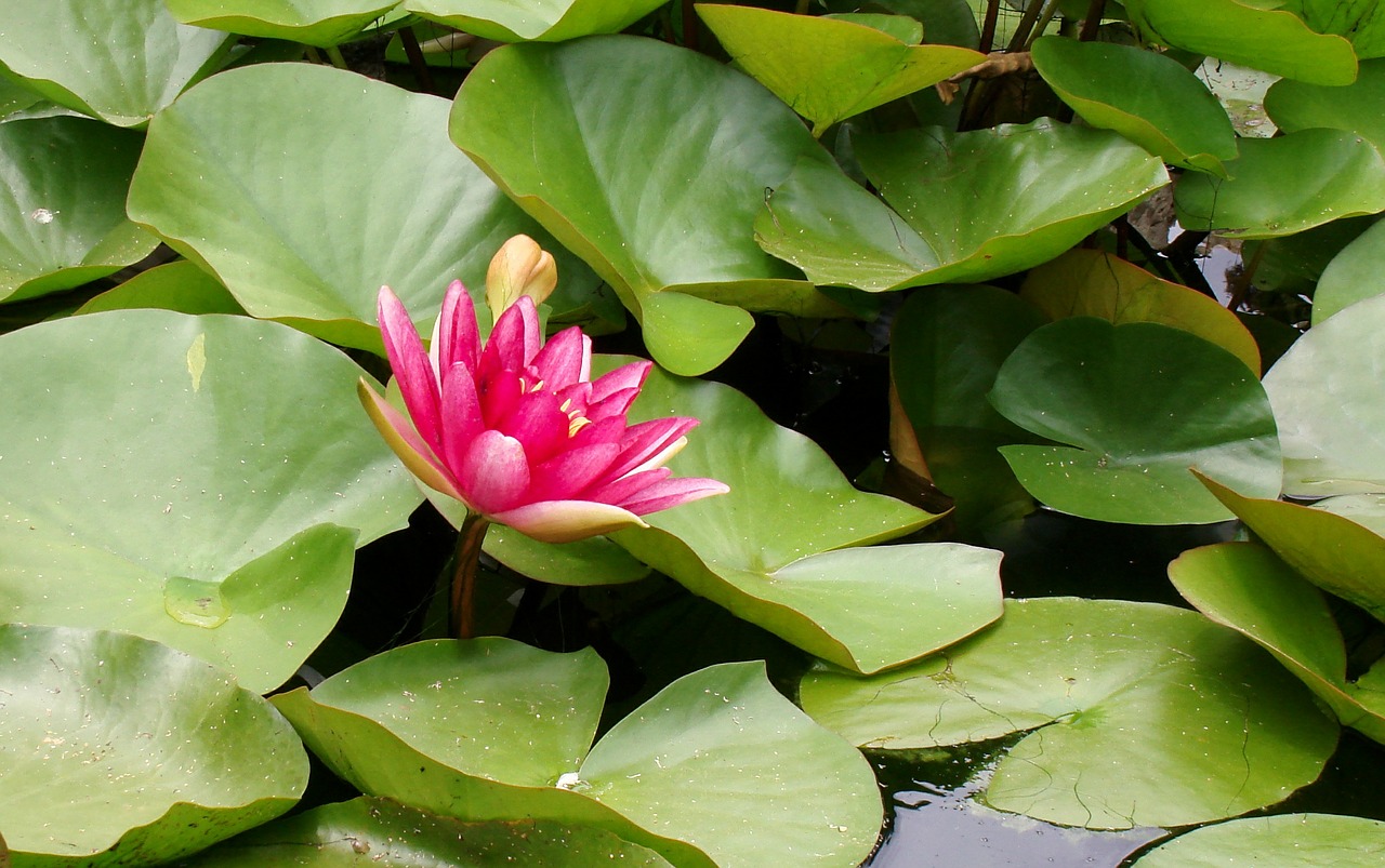 water lily water aquatic plant free photo