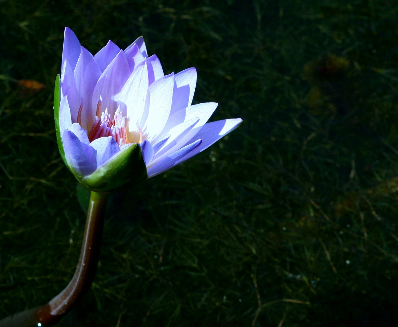 water lily water plants free photo