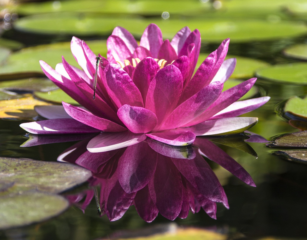 water lily pond water plant free photo